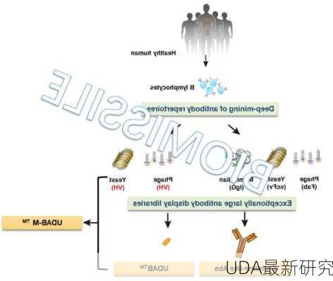 UDA最新研究