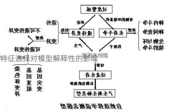 特征选择对模型解释性的影响