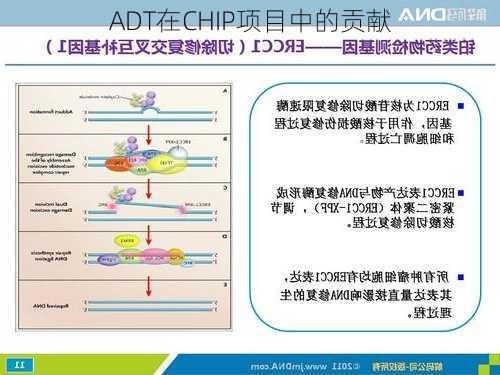 ADT在CHIP项目中的贡献