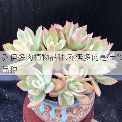 乔伊多肉植物品种,乔伊多肉是什么品种